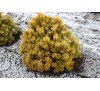 Сосна горная Винтер Голд (Winter Gold)  С5